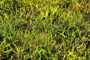 green grass in the morning photo