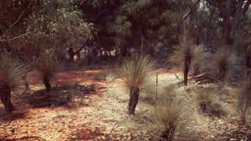 escursioni a piedi pista attraverso il cespuglio a occidentale Australia video