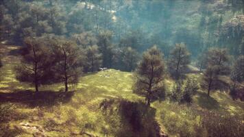 dramático cênico névoa dentro pinho floresta em montanha declives video