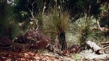 Hiking trail through the bush at Western Australia video