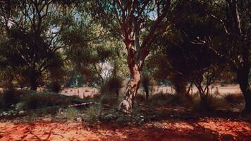 söder afrika landskap med grön träd video