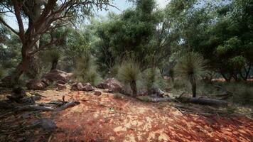 Hiking trail through the bush at Western Australia video