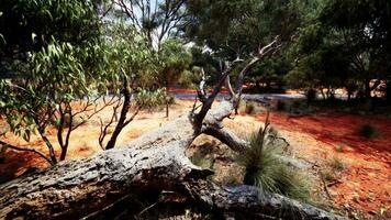 Hiking trail through the bush at Western Australia video