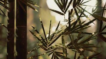 bamboo forest showing off its greenness video