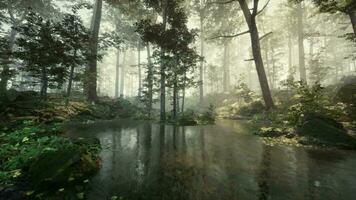 Sunbeams in Foggy Green Forest video