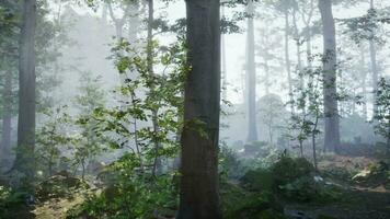 skön solig silhouetted skog med solstrålar genom dimma video
