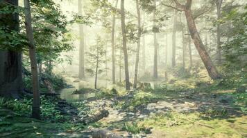 vista panorâmica da majestosa floresta perene em um nevoeiro matinal video