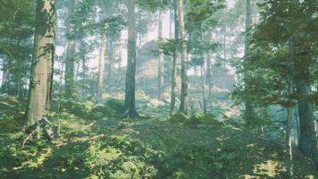 Sunbeams in Foggy Green Forest video