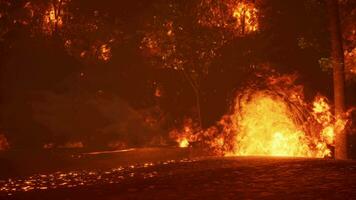 intenso llamas desde un masivo bosque fuego video