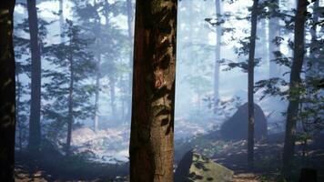 schön sonnig silhouettiert Wald mit Sonnenstrahlen durch Nebel video
