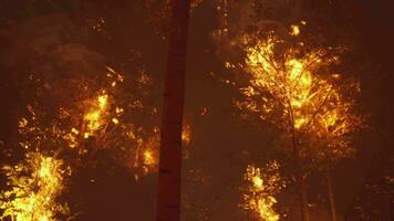 Intense flames from a massive forest fire video