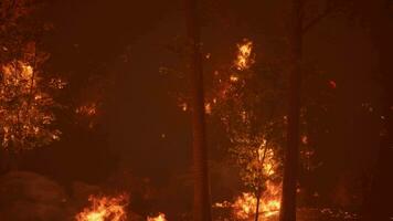 intenso fiamme a partire dal un' massiccio foresta fuoco video