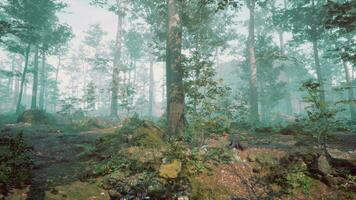 tidigt morgon- på skog dölja i de dimma video