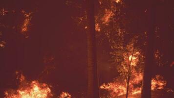 intenso fiamme a partire dal un' massiccio foresta fuoco video