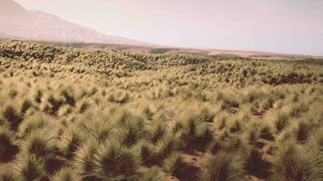 sehr Fernbedienung Spinifex Gras bedeckt Stelle im das großartig Victoria Wüste video