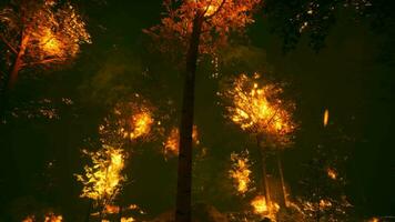 intense flammes de une massif forêt Feu video