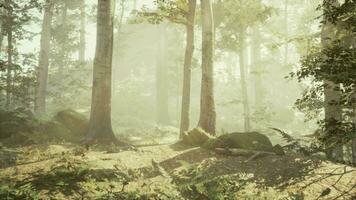 presto mattina a foresta nascondiglio nel il nebbia video