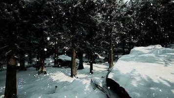 Winter forest in the snow video