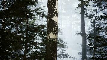 temprano Mañana a bosque ocultación en el niebla video