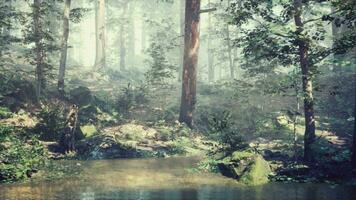 vista panorámica del majestuoso bosque siempreverde en una niebla matutina video