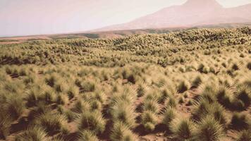 struik in semi-woestijn grote woestenij video