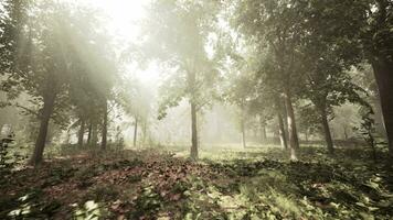 sun's rays break through the branches of trees glowing in the morning fog video