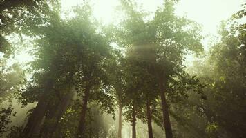 del sol rayos descanso mediante el ramas de arboles brillante en el Mañana niebla video