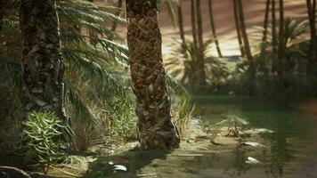 Palm Canyon Oasis in the Colorado Desert video