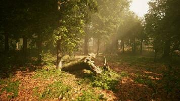 Rays of sunlight in a misty forest in autumn create a magical mood video