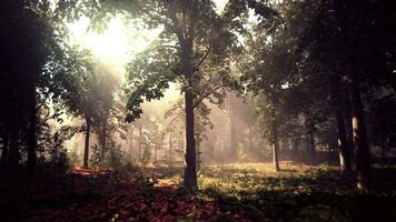 sun's rays break through the branches of trees glowing in the morning fog video
