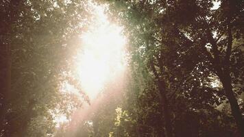 strålar av sprängande solljus i en dimmig skog video