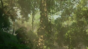 Dense Tropical Rainforest With Morning Fog video