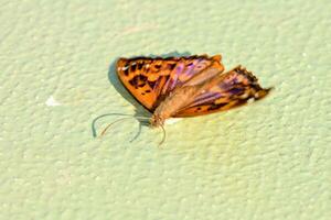 a butterfly on a green surface photo