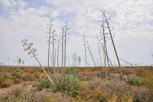 un Desierto con alto plantas y seco césped foto