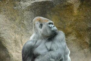 a gorilla sitting on a rock photo