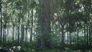 inuti en regnskog täckt i ljus grön mossa video