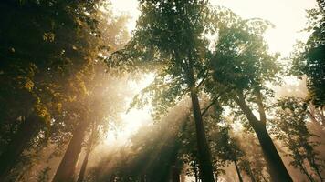 sun's rays break through the branches of trees glowing in the morning fog video
