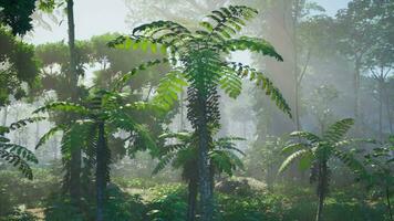 tät tropisk regnskog med morgon- dimma video