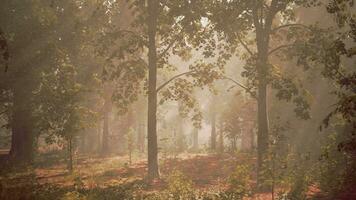 Rays of bursting sunlight in a misty forest video