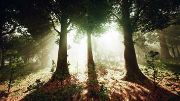 raggi di sole in una foresta nebbiosa video