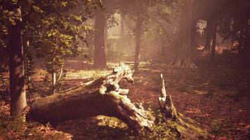 Rays of sunlight in a misty forest in autumn create a magical mood video