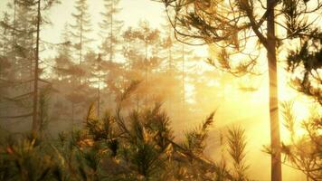 Sunset rays through pine branches video