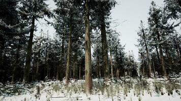 winter pijnboom boom Woud met sneeuw Aan bomen video