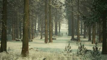 Beautiful Snowy White Forest In Winter Frosty Day video