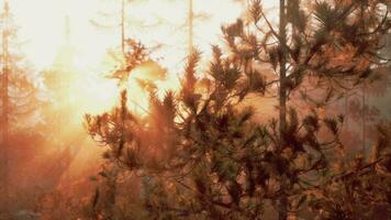 Sunbeams streaming through the pine trees video