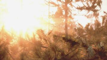 Sunset rays through pine branches video