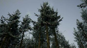 Winter pine tree forest with snow on trees video