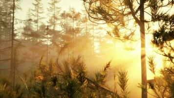 früh Nebel Morgen und schön Sonnenaufgang video