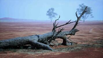 A fallen tree in the middle of a barren desert landscape video