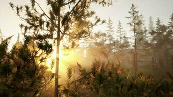 Sunbeams streaming through the pine trees video